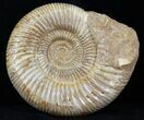 Perisphinctes Ammonite - Jurassic #31753-1